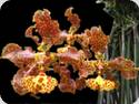 Oncidium stacyi